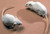 Harvard mouse_tiny